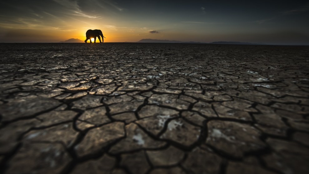 Thirst
by Tom Way
Location: Kenya. Image: Tom Way/Remembering Wildlife/supplied