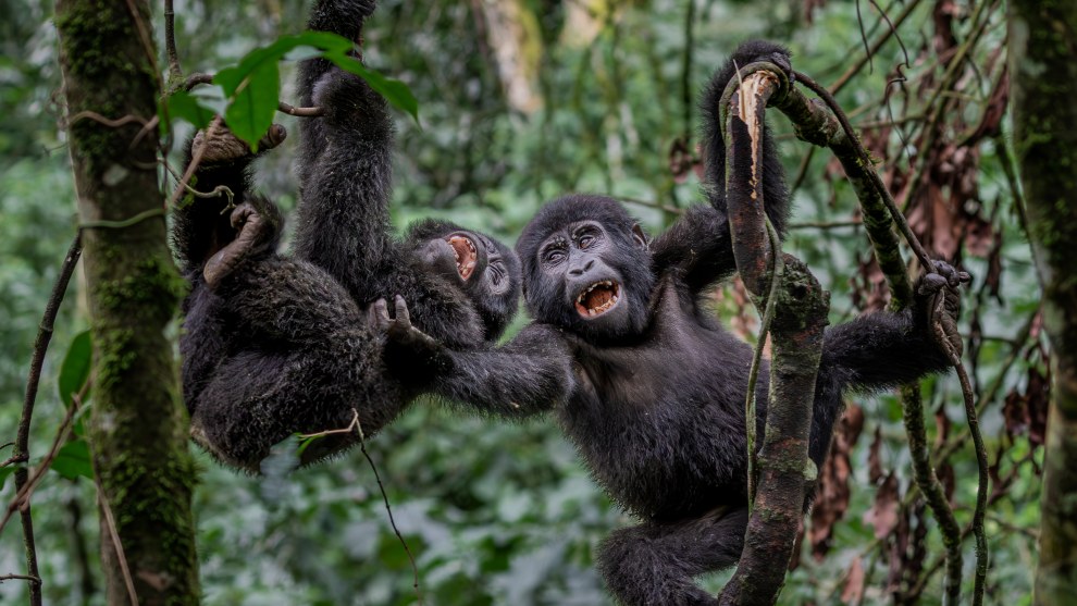 'Monkey Business&rsquo;
by Pedro Amaral
Location: Bwindi
Impenetrable Forest, Uganda. Image: Pedro Amaral/Remembering Wildlife/supplied
