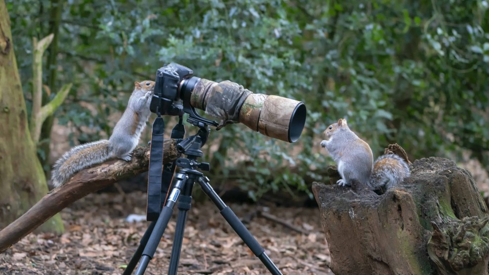 &copy; Bob Riach / Comedy Wildlife Photo Awards 2019