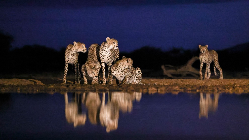 5 at Blue hour
by Johann du Toit.
Location: Shompole
Hide, Kenya. Image: Johann du Toit/Remembering Wildlife/supplied