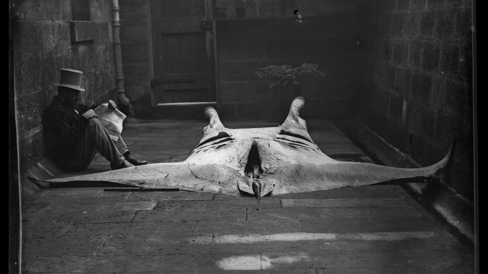 Gerard Krefft with the newly discovered Manta Ray, Manta alfredi, 1869. Credit: Australian Museum.