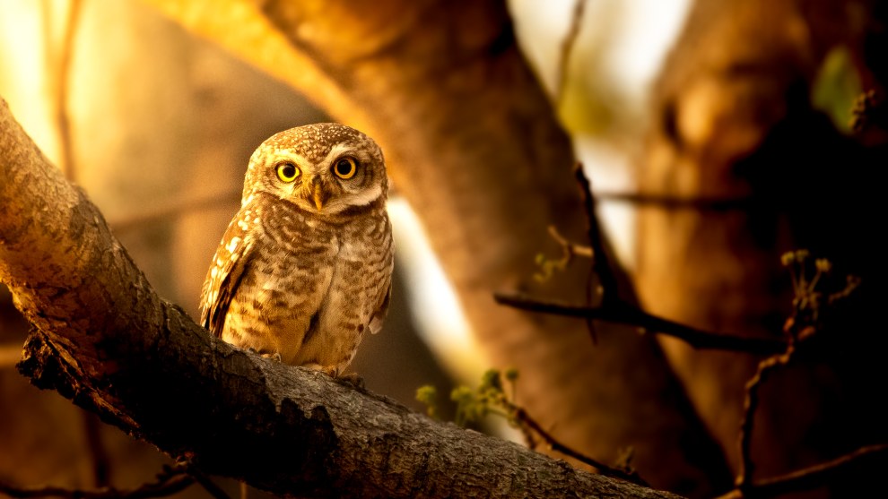 For this image, I first made basic corrections such as black and white point setup and adjustments to vibrance and saturation. On the owl itself,
I made targeted adjustments on the brighter parts of the frame and to the sharpness. From there, I warmed up the colours and adjusted the exposure. Finally, global colour grading was applied with yellow as the dominant colour to further warm up the image. Nikon D500, Nikon 200-500mm f/5.6 lens @ 500mm. 1/800s @ f5.6, ISO 800.