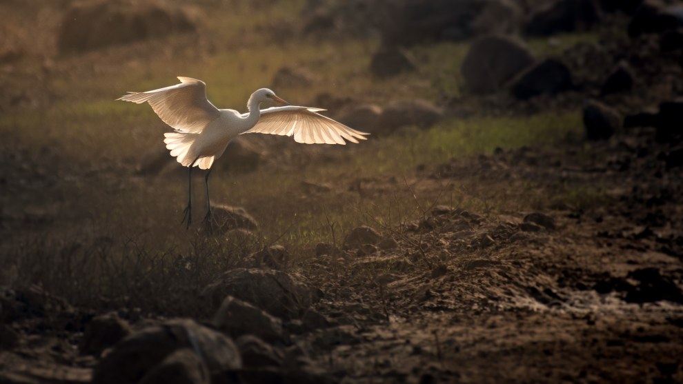 Here, I first made a series of global corrections such as black-and-white point setup, highlights and shadow adjustment, and I also applied targeted adjustments on the Egret including sharpness, brightness and highlights. Finally, I chose to use global colour grading with yellow as the dominant colour to warm up the wings and sunlight on the bird&rsquo;s wings. Nikon D500, Nikon 200-500 f/5.6 mm lens @ 500mm. 1/1000s @f5.6, ISO 100.