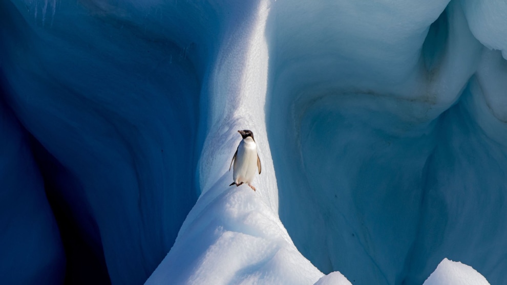 &copy; Conor Ryan. Natural World (Finalist). Ad&eacute;lie Penguin on an Iceberg. Ice-dependent animals are in perilous danger of losing their habitat. This photo shows an Ad&eacute;lie penguin standing on an iceberg off Devil Island, Antarctica. I like how the half-lit, sea-eroded iceberg gives the scene a sense of dichotomy. Perhaps the penguin's indecision on which way to go, or perhaps ours.