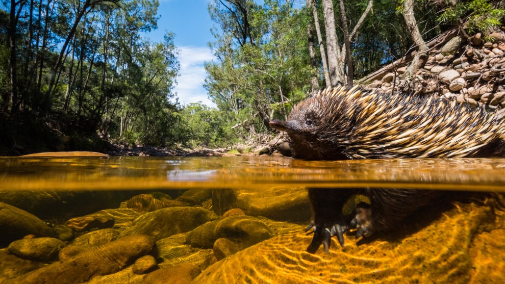 The swimming echidna. At first he stopped on a rock on the edge of the river, but when I got close, he slipped off and finished the journey. To show an echidna swimming from under water had never been done, I wanted everyone to see just how agile these little creatures are. Nikon D810, 16-35mm f/4 lens @ 26mm, 1/250s @ f/14, ISO 2000.