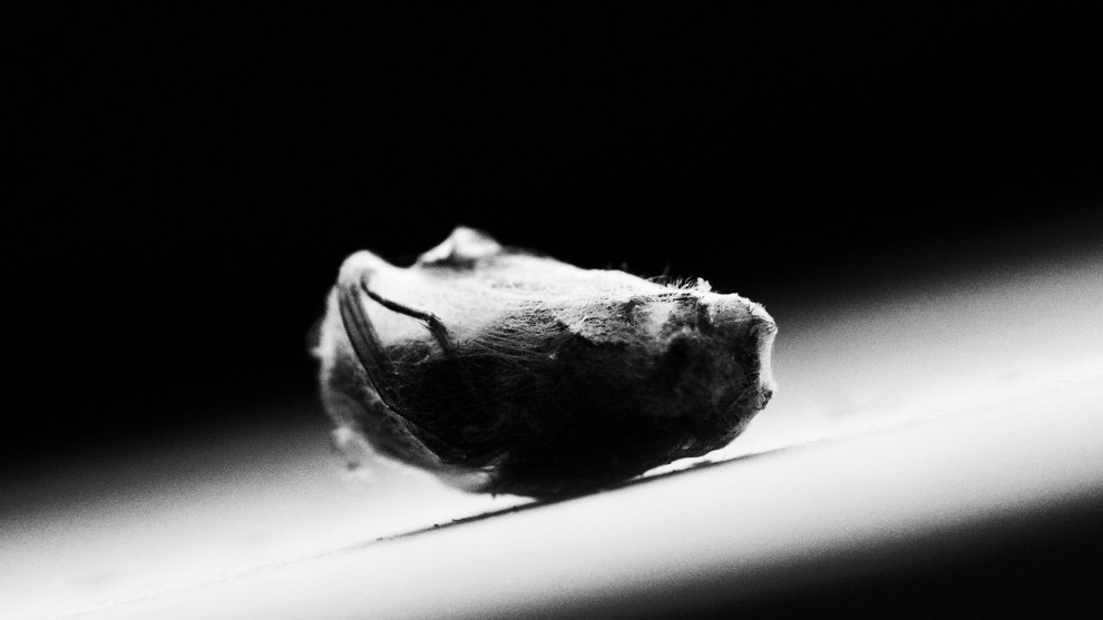 Snug as a Bug in a Rug.&nbsp;Part of Cooper&rsquo;s Buggered project. Cooper&rsquo;s artistic style brings dignity and grace to a rather dark subject matter. Nikon D3300, AF-S DX Micro Nikkor 40mm f/2.8G lens. 1/640s @ f7.1, ISO 400.