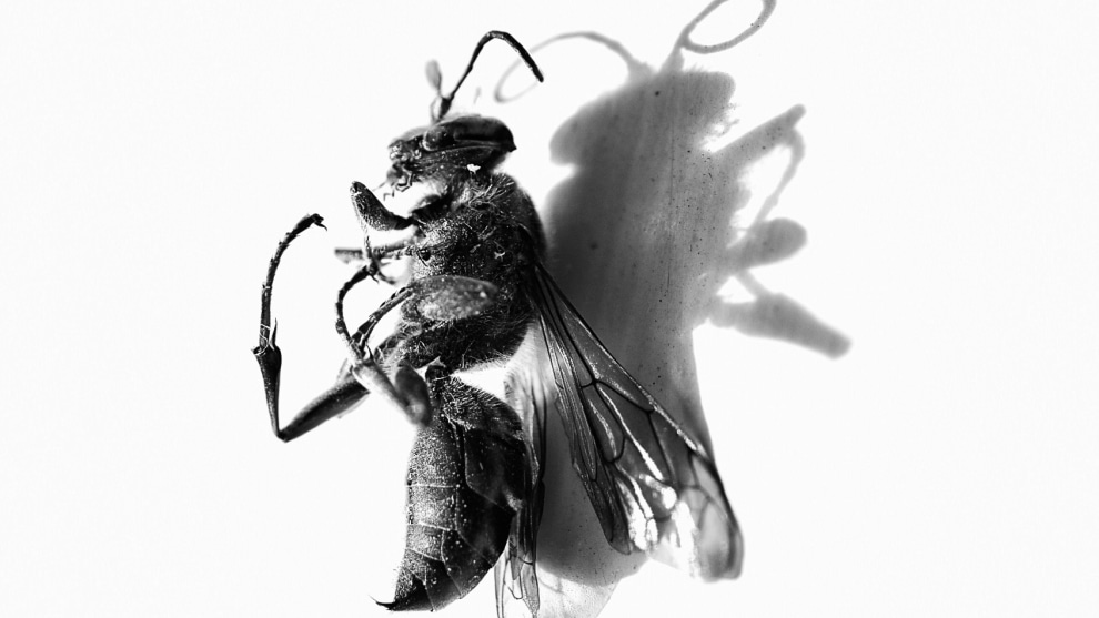 Deathly Shadow, This image brought Cooper his first success behind the camera, earning him first place in the Junior Photography section of the Waimarino Art Awards. Nikon D3300, AF-S DX Micro Nikkor 40mm f/2.8G lens. 1/640s @ f7.1, ISO 400.