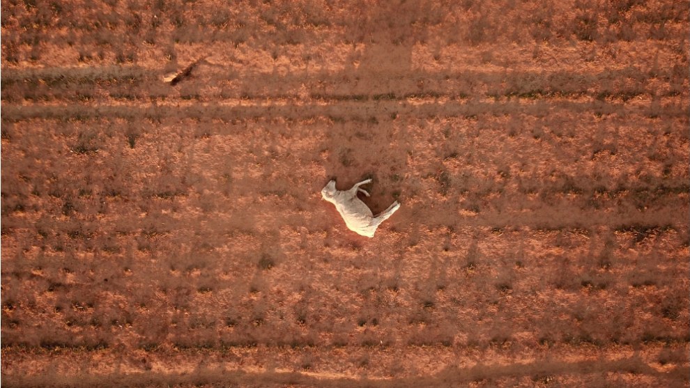A dead sheep lies on a dry and dusty field near Parkes in August 2018. New South Wales has been 100% drought-declared. &copy; Dean Lewins