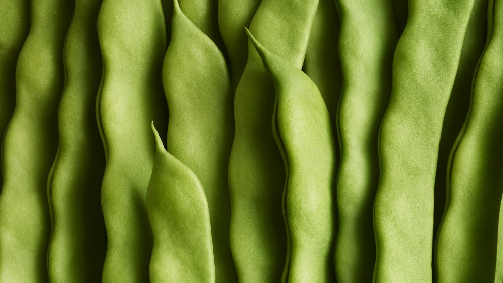 One Vision. Imaging Cream of the Crop. Andy Grimshaw. UK	Green Beans, Green Beans.
