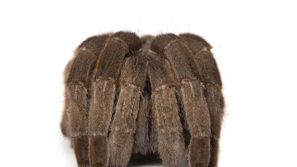 There&rsquo;s only one creature on the planet that makes me shudder: big hairy spiders. When my friend, Michael, wanted photos of Cuddles, his bird-eating spider, I think he knew I&rsquo;d be horrified. But I&rsquo;ve always found my camera to act as a buffer (maybe more of a mental one than a physical one) so I was able to photograph Cuddles easily and without fear. As I leant forward to take a shot, Cuddles was startled by this big giant looming over him, and pulled in his legs. I felt bad that I&rsquo;d scared him and saw an adorableness in his vulnerability. It flicked a switch on for me &ndash; how ridiculous to be afraid of Cuddles! Canon EOS-1D X Mark II, Tamron SP 90mm F/2.8 lens. 1/200s @ f13, ISO 125.