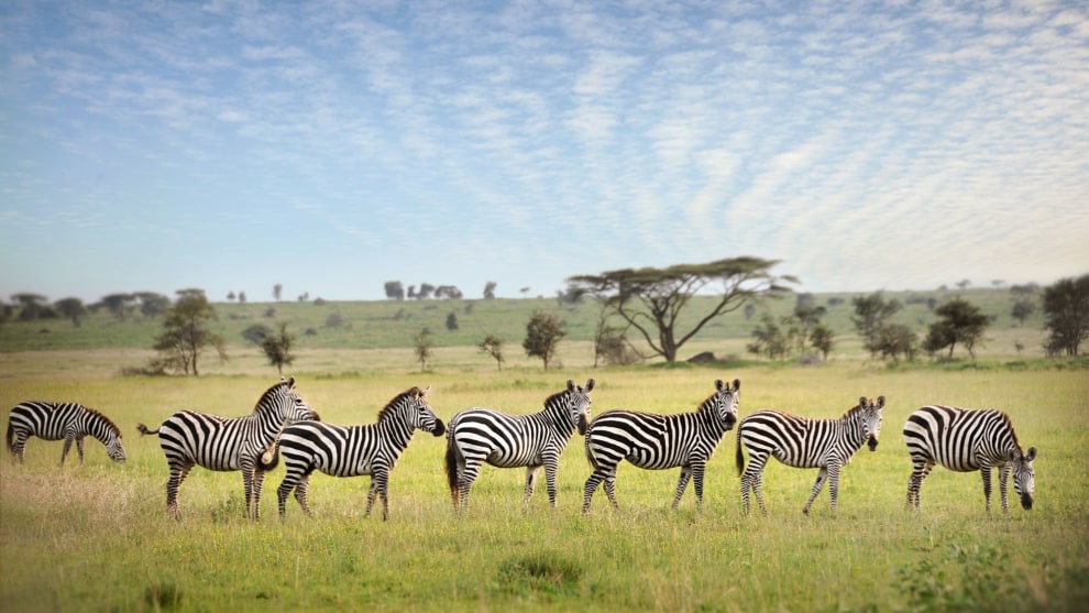 A line of zebras on the Serengeti Plains, Tanzania