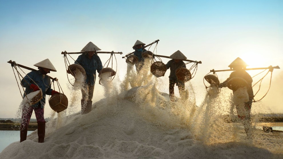 Salt farmers collecting salt in Vietnam