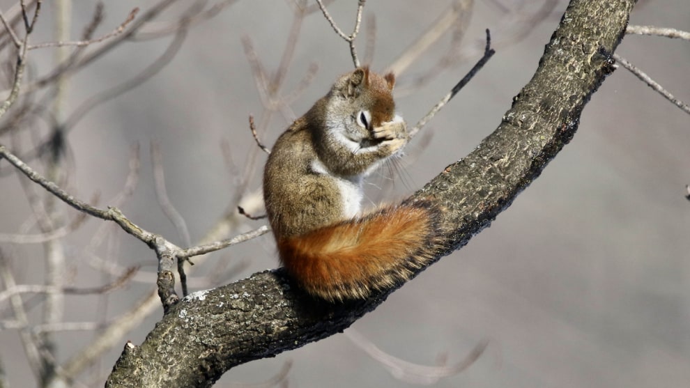 &copy; Diane Marshman / Comedy Wildlife Photo Awards 2019