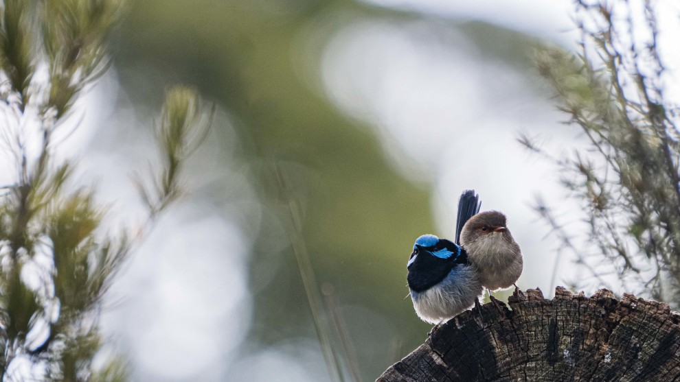 With wildlife photography, it's always worth waiting to try and get more than just a 'bird on a branch'. Images with a little bit of personality make for much more interesting subjects. Sony A7RIV, 100-400mm lens @ 400mm. 1/125s @ f5.6, ISO 400.