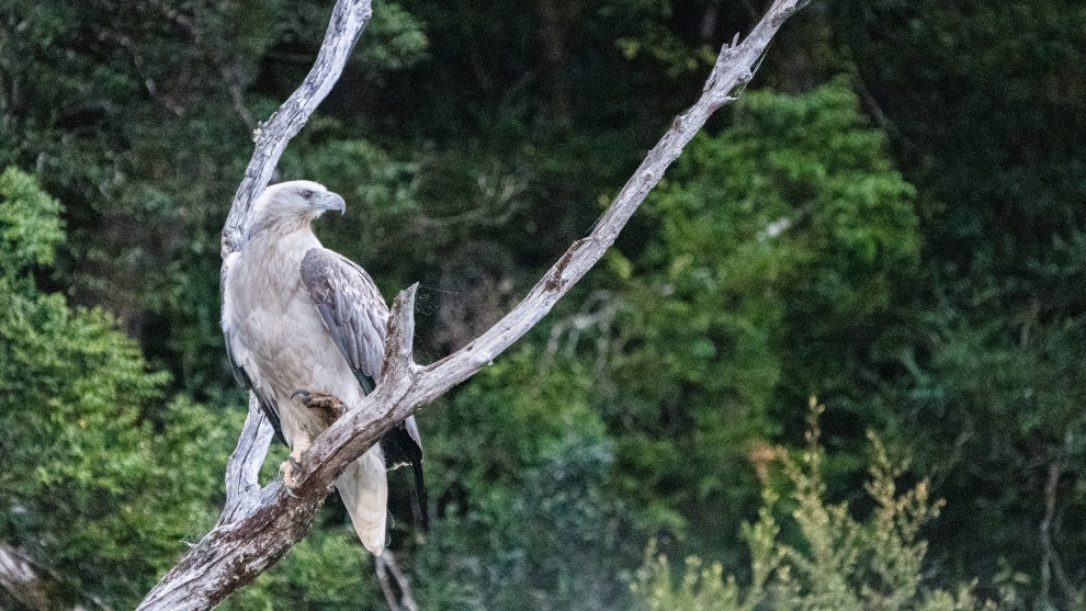 There's plenty of wildlife subjects that love the cool, temperate conditions of rainforests. This eagle really pushed the high ISO abilities of my camera one early morning. Sony A7RIV, 100-400mm lens @ 400mm. 1/1250s @ f5.6, ISO 6400.