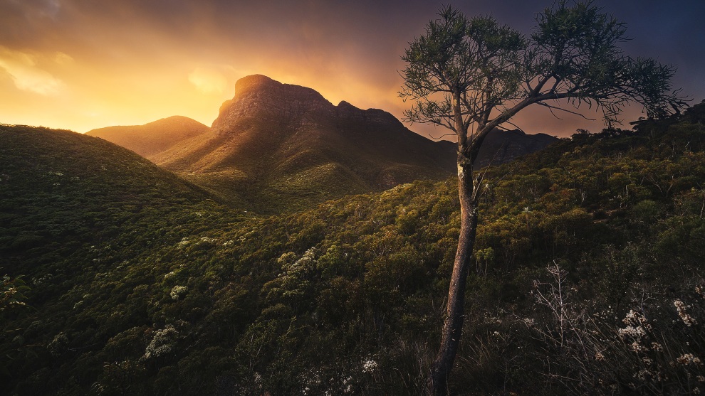 My initial plan this morning had been to find some wild flowers to use as an anchoring foreground point with Bluff Knoll centered in the background. I did find that, but not quite to the look I was after. This tree instead caught my attention as a balancing element to the frame and to add foreground interest. Sony A7R Mark II, FE 16-35mm F4 ZA OSS lens. 1/640s @ f8, ISO 500.