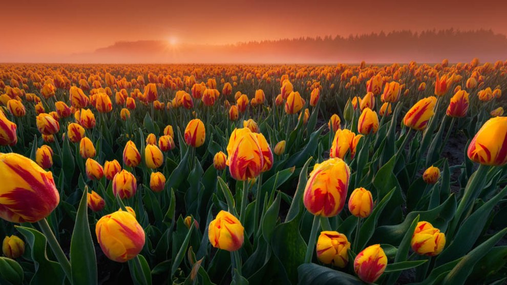 Albert Dros, Tulips, Flevoland, The Netherlands