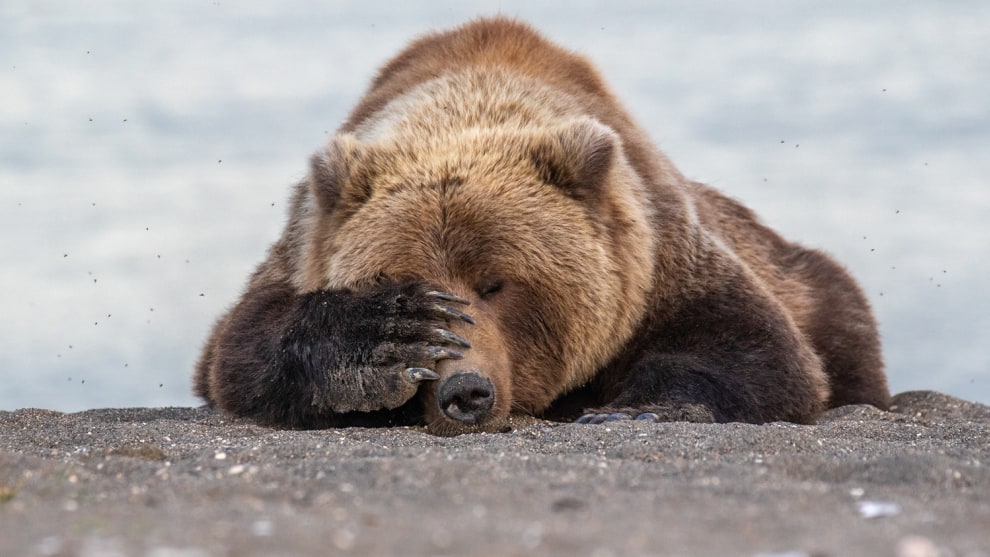 &copy; Eric Fisher / Comedy Wildlife Photo Awards 2019