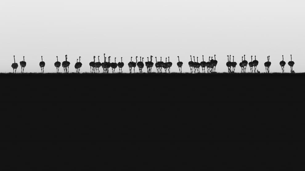 Fujifilm Award for Innovation. Philip Field, UK. Ostrich Horizon.	Whilst travelling across the Serengeti, our driver stopped temporarily whilst navigating a dip in the terrain. At that moment, I spotted a flock of ostriches walking across the brow of a hill in the fading light and was able to quickly capture this shot before they disappeared.