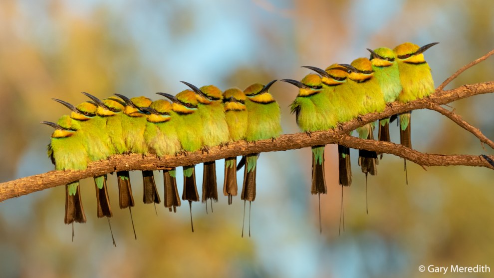 Huddle up, it&rsquo;s cold! &copy; Gary Meredith. People&rsquo;s Choice in the South Australian Museum&rsquo;s Australian Geographic Nature Photographer of the Year 2020.