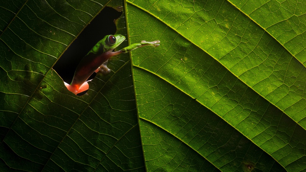 Canon 5D Mark III, Sigma 150mm f/2.8 macro lens. 1/200s @ f14, ISO 200. One Godox V860 II flash off-camera with small softbox.