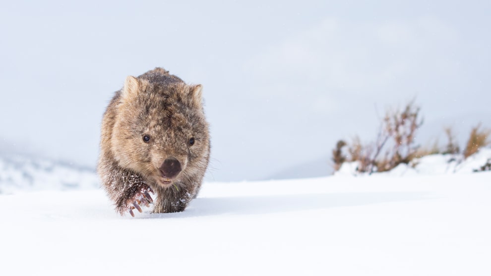 I spent four hours with this wombat. We started in blazing sunlight but once the weather came in the light got magical, bouncing off 
the snow. I wanted to show a wombat in its natural environment, just going about its day. Nikon D810, 50mm f/1.4 lens, 1/8000 @ f/2.8, ISO 400.