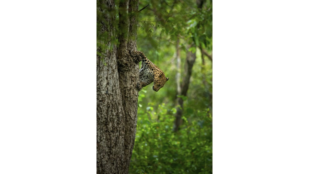 Harman Singh Heer, 'Monsoon Magic'. Winner, 2018 Junior Photographer of the Year.