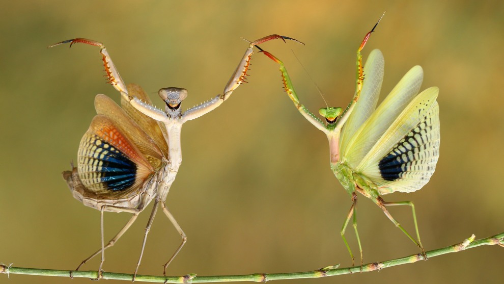 &copy; Hasan Baglar / Comedy Wildlife Photo Awards 2019