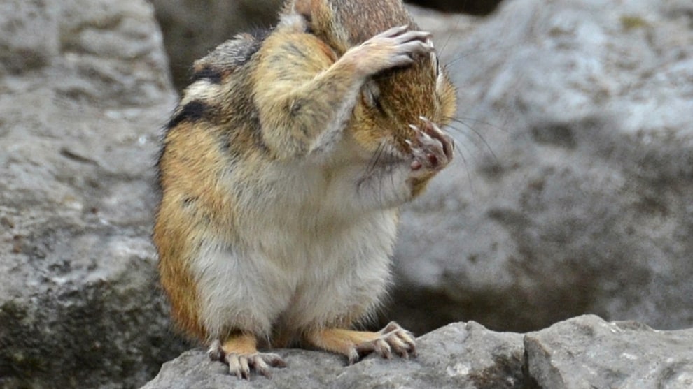 &copy; Isabelle Marozzo Comedy Wildlife Photo Awards 2019