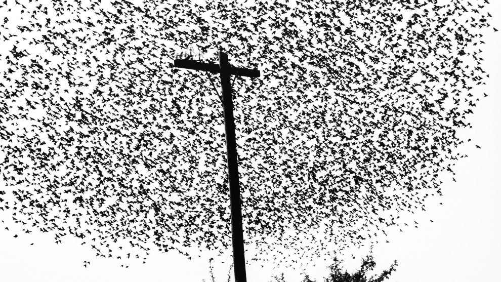 Graciela Iturbide
Aperture

P&aacute;jaros en el poste, carretera a Guanajuato (Birds on the post, highway to Guanajuato). Mexico. 1990.

&ldquo;I was in my car on the highway to Guanajuato, and suddenly I saw this flock of birds. I love birds, for me they represent freedom.&rdquo;

&ndash; Graciela Iturbide