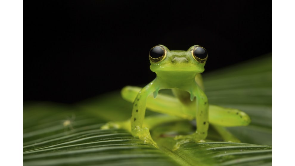 Jasmine Vink, 'On the Edge'. Overall Winner, 2018 Photographer of the Year. Winner, 2018 Wildlife and Animal Photographer of the Year.