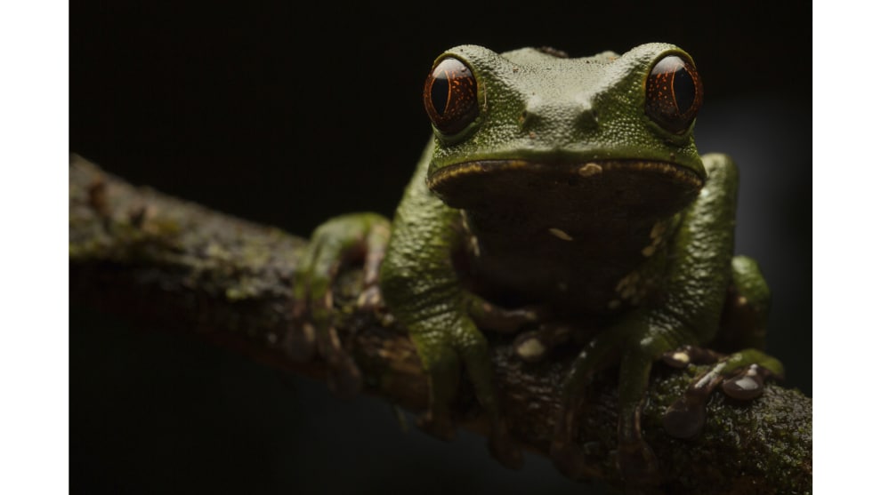 Jasmine Vink, 'On the Edge'. Overall Winner, 2018 Photographer of the Year. Winner, 2018 Wildlife and Animal Photographer of the Year.