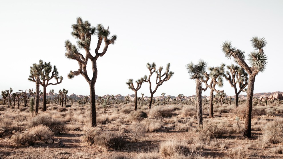 Joshua Landscape: Finding a nice composition using a group of Joshua Tree&rsquo;s actually proved to be a little more difficult than I anticipated. Finding separation between all the trees so that they could breathe within the image was the first task, then I needed to find a complimentary backdrop where they would pop and not be lost. Canon 5D Mk IV, 24-70mm f2.8 lens @ 35mm, 1/250s @ f/7.1, ISO 100.