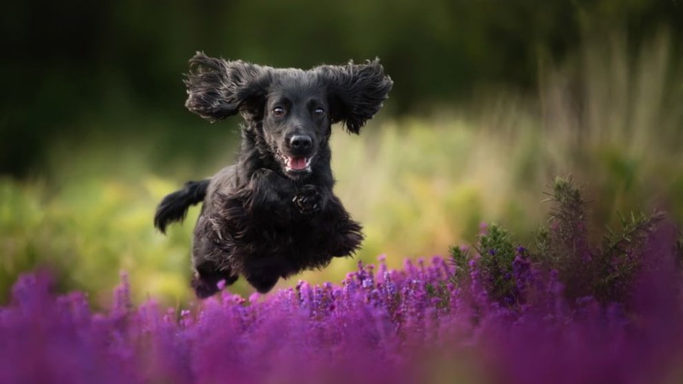 Special Mention &ldquo;Black Velvet&rdquo; by Alice Loder, United Kingdom. English Working Cocker Spaniel.
