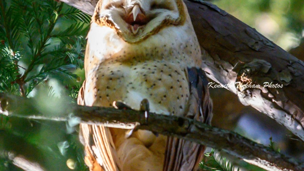 &copy; Kenneth Tinkham / Comedy Wildlife Photo Awards 2019