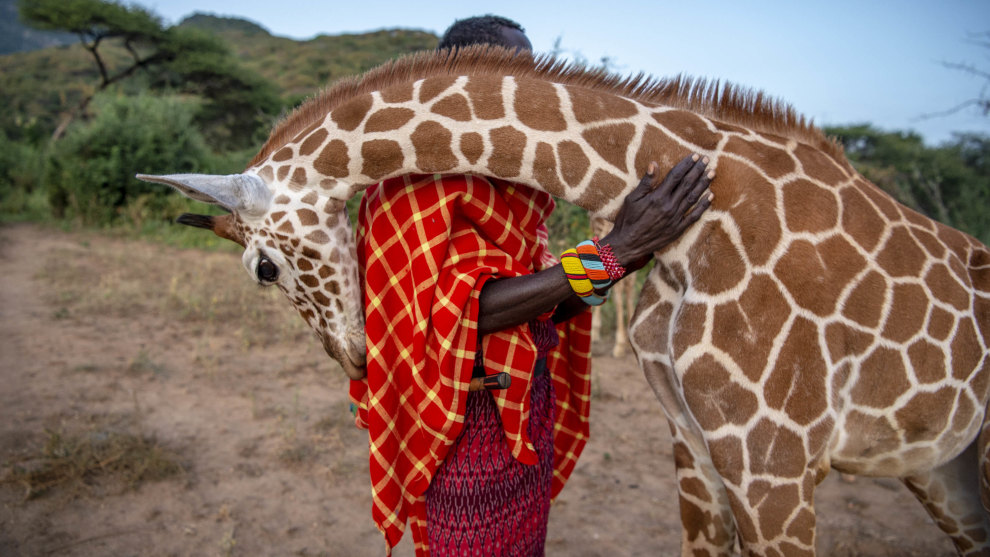&copy; Ami Vitalie. Lekupinai cares for orphaned giraffes in 2016 at Sarara Camp in northern Kenya where they are rehabilitated and returned to the wild. Today, giraffes are undergoing a silent extinction. Giraffe populations have dropped nearly 40 percent in three decades, Reticulated giraffes number fewer than 16,000. The decline is thought to be caused by habitat loss and fragmentation and poaching, but with the lack of long-term conservation efforts in the past, it's hard to know exactly.