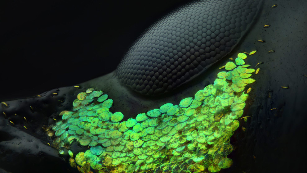 1st place. &copy; Yousef Al Habshi. Eye of a Metapocyrtus subquadrulifer beetle.