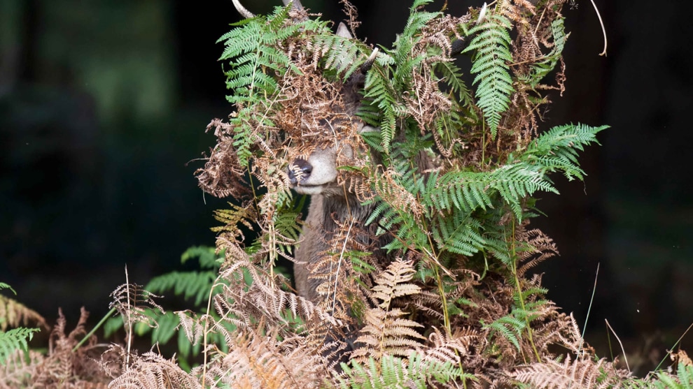 &copy; Mike Rowe / Comedy Wildlife Photo Awards 2019