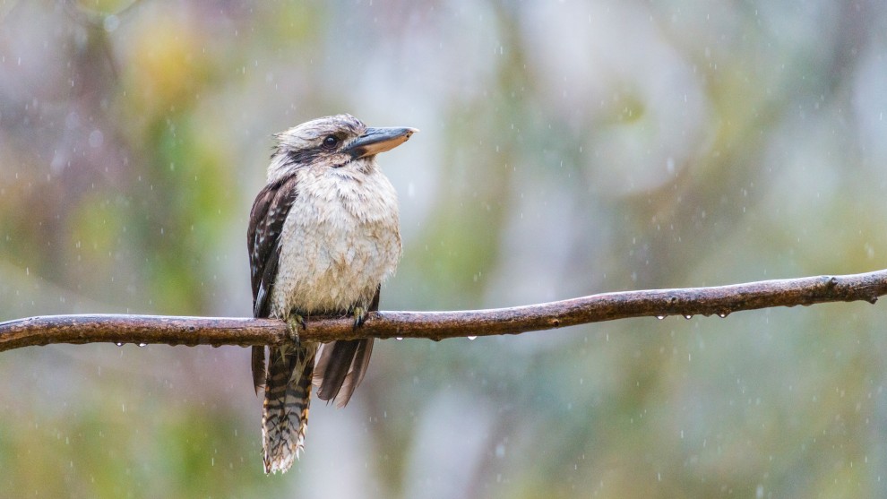 Taken during a wet week this kookaburra looked so beautiful in the rain. I wanted the viewer to feel the moment but also to see how vibrant the bush looks in the rain. Nikon D800E, 200-400mm f/4 lens @ 35mm, 1/640s @ f/5.6, ISO 3200.