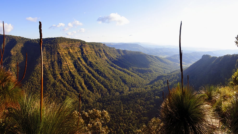 Lamington National Park. Photo courtesy O'Reilly's Rainforest Retreat.
