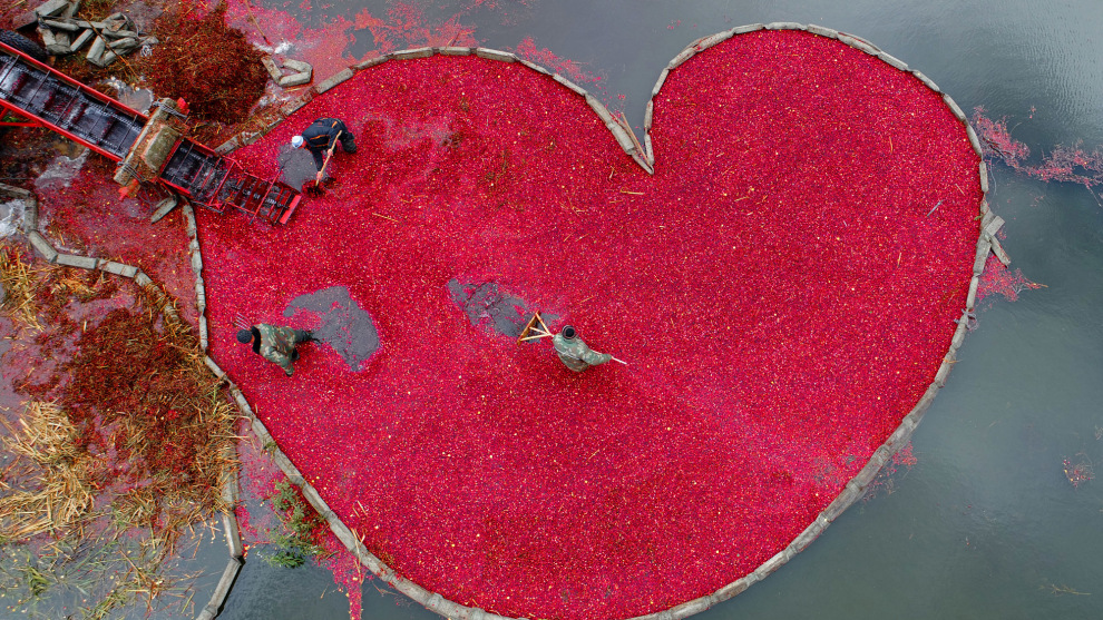 Photo: Sergei Gapon, Belarus. First place, My Planet, Single, 2018 Andrei Sennin International Press Photo Contest. 
Harvesting cranberries in&nbsp;Pinsk District, Belarus. With&nbsp;one of the highest unemployment rates in&nbsp;Belarus, workers spend up to&nbsp;10 hours in&nbsp;ice-cold water every day during cranberry harvest season.