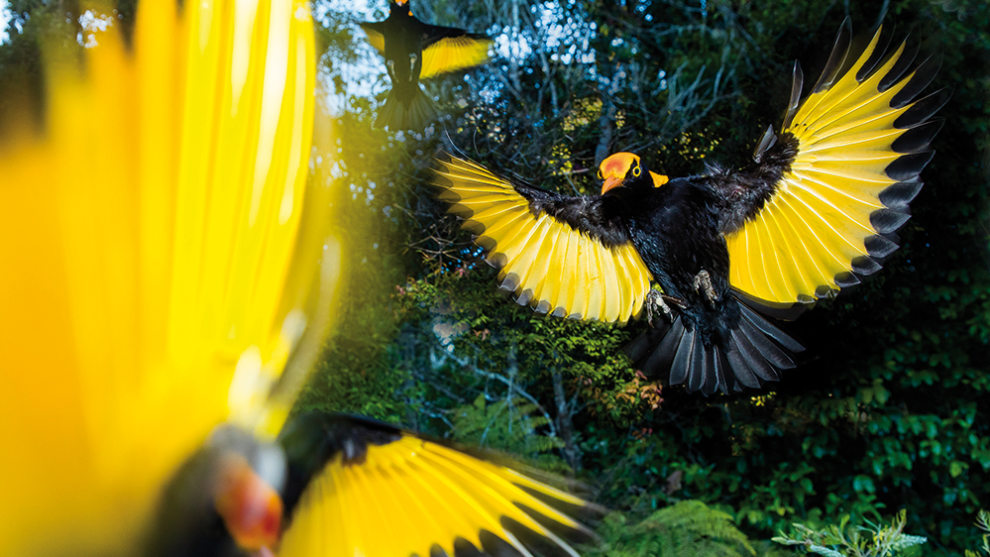 Regent Bowerbird, Lamington National Park, Queensland. Photo by Darran Leal.
