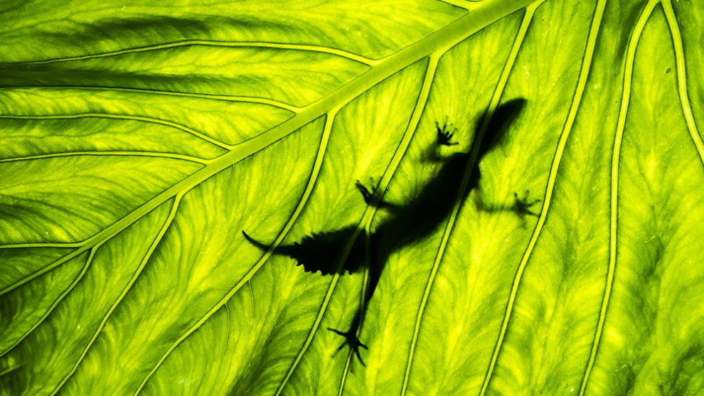 Wildlife and landscape photo opportunities abound in Lamington National Park. Photo by Darran Leal.