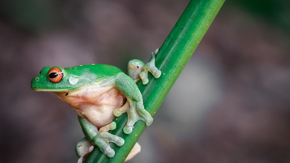 Green tree frog, Lamington National Park, Queensland. Photo by Mike O'Connor.
