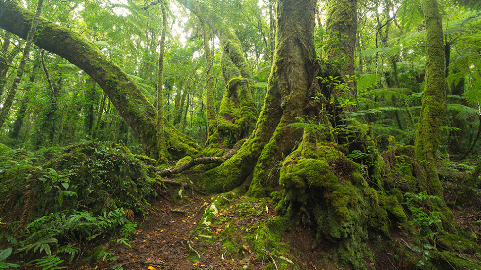 Lamington National Park, Queensland. Photo by Ryan Fowler.
