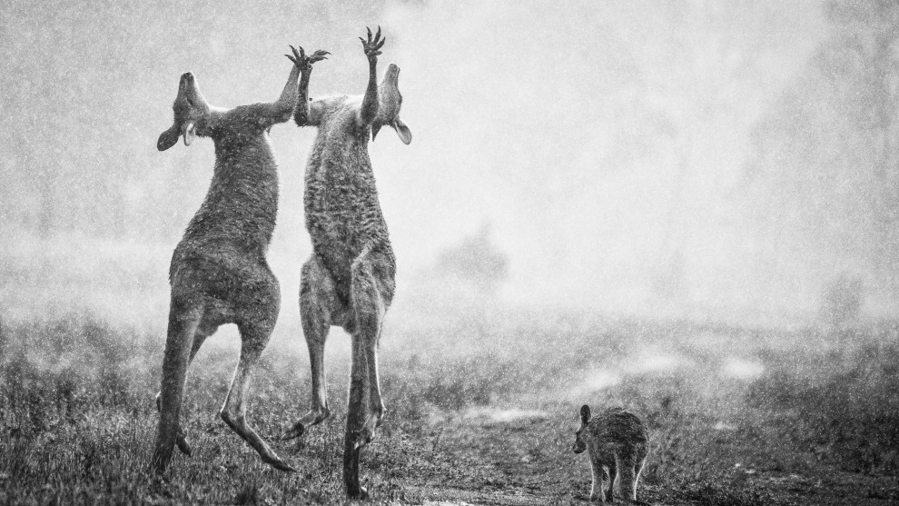 Three hours were spent waiting in the rain for a fight to break out away from the main mob. I felt like the sad wet little joey to the right by the end of it. The hardest part of this photo was capturing the symmetry of the two roos while drawing viewers&rsquo; eyes through the scene. Nikon D800E, 150-500mm f/5-6.3 lens @ 500mm, 1/1250s @ f/6.3, ISO 4000.