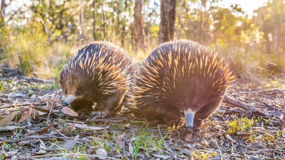 I attempted this photo many times, running ahead and laying down in the hope the echidnas would walk my way. Echidnas are hard to photograph normally so I was happy to show them at eye level and get more than one in the picture. Nikon D800E, 16-35mm f/4 lens @ 35mm, 1/640s @ f/8, ISO 2000.