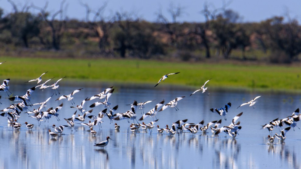 Image: Murray River Trails/supplied