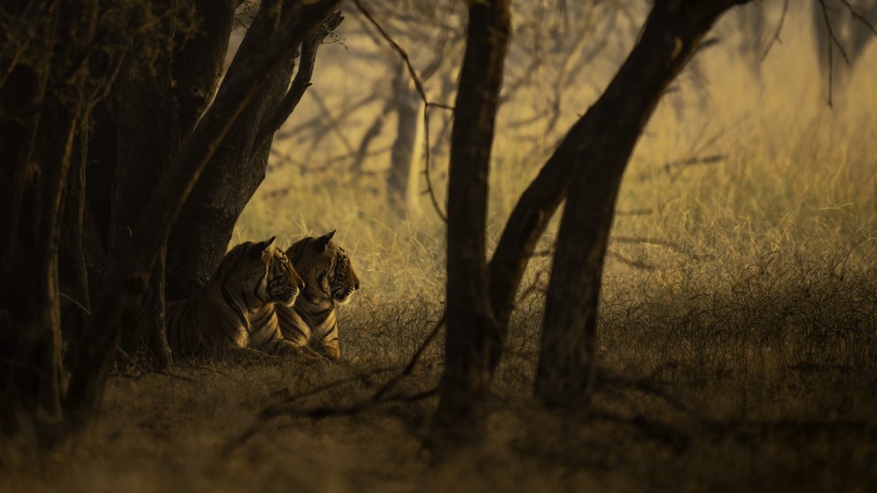 Enjoying the sunrise&rsquo;
by Mark Meth-Cohn
Location: Ranthambore
Tiger Reserve, India. Image: Mark Meth-Cohn/Remembering Wildlife/supplied