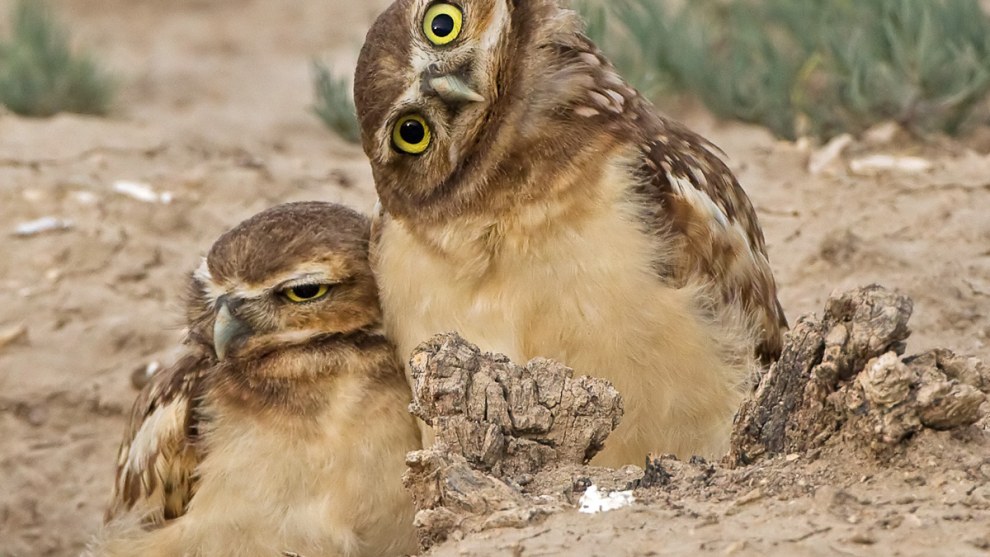 &copy; Robert Palmer / Comedy Wildlife Photo Awards 2019